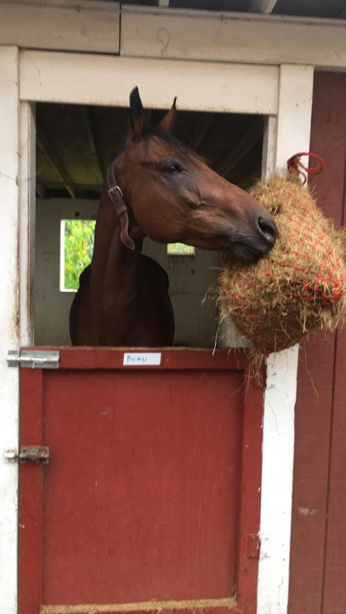 Beau eating hay