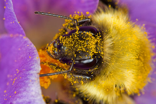 Bee pollen