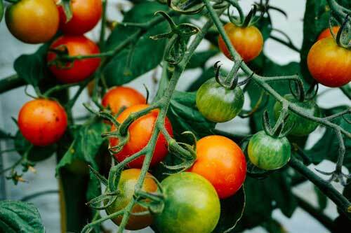 0102 tomato