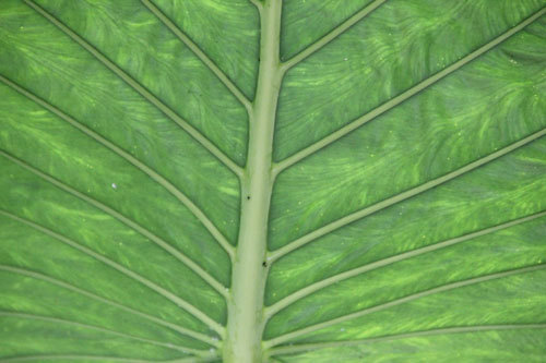 0115_chlorophyll
