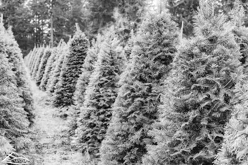 Artificial Christmas Tree History An Odd Tale Of Sustainability