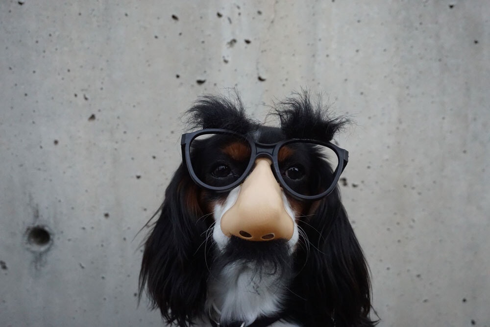 Groucho Nose Dog