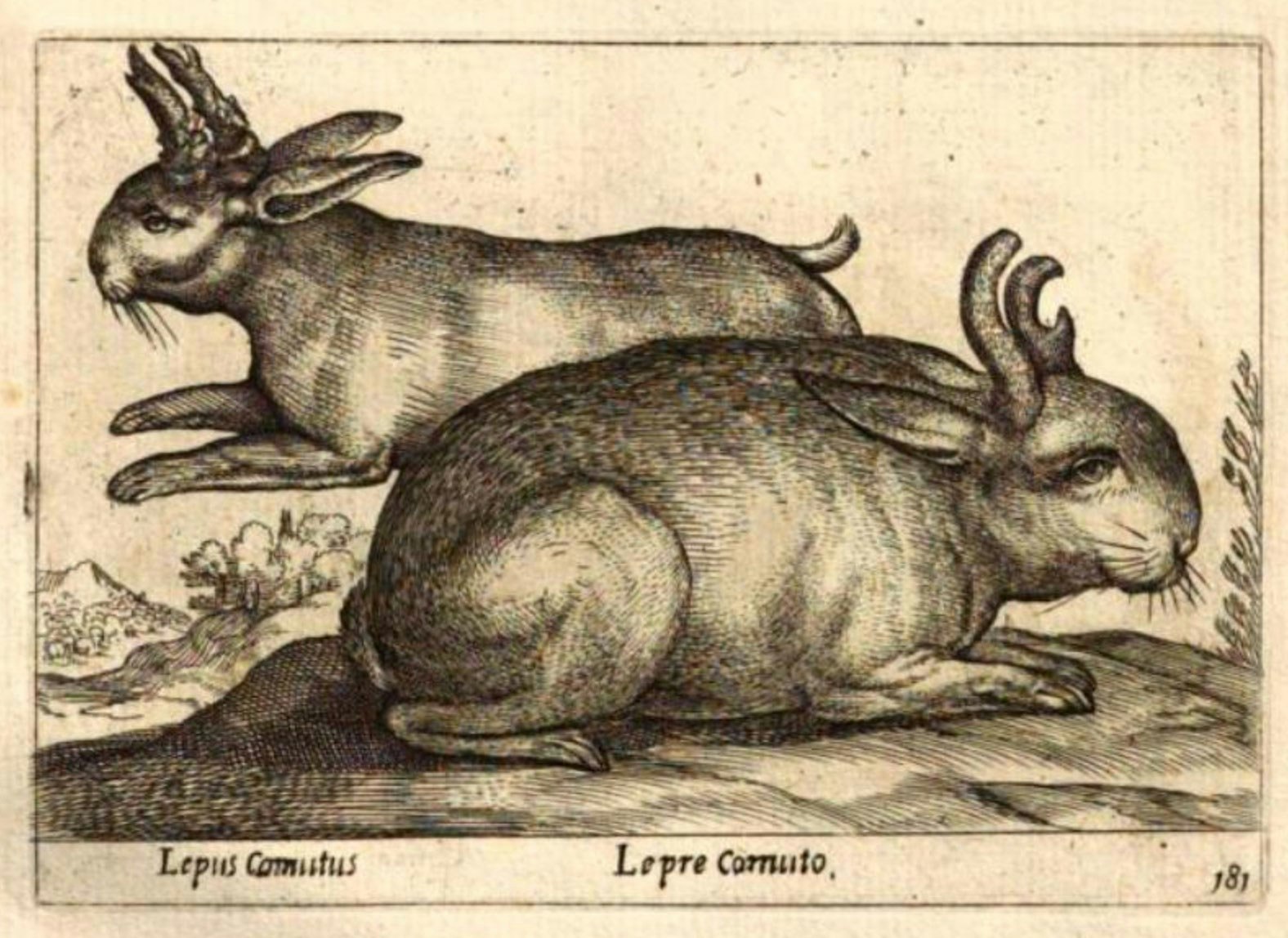 Lepus Cornutus