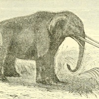 Why Mastodon Search Seems So Unclear