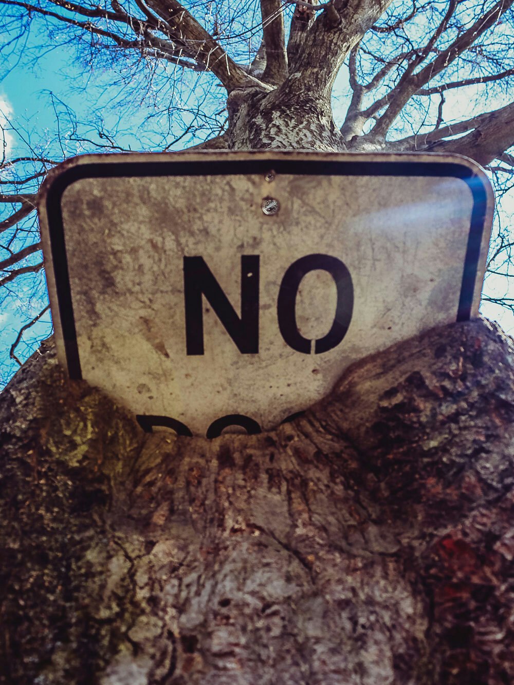 No Sign Surrounded By Tree