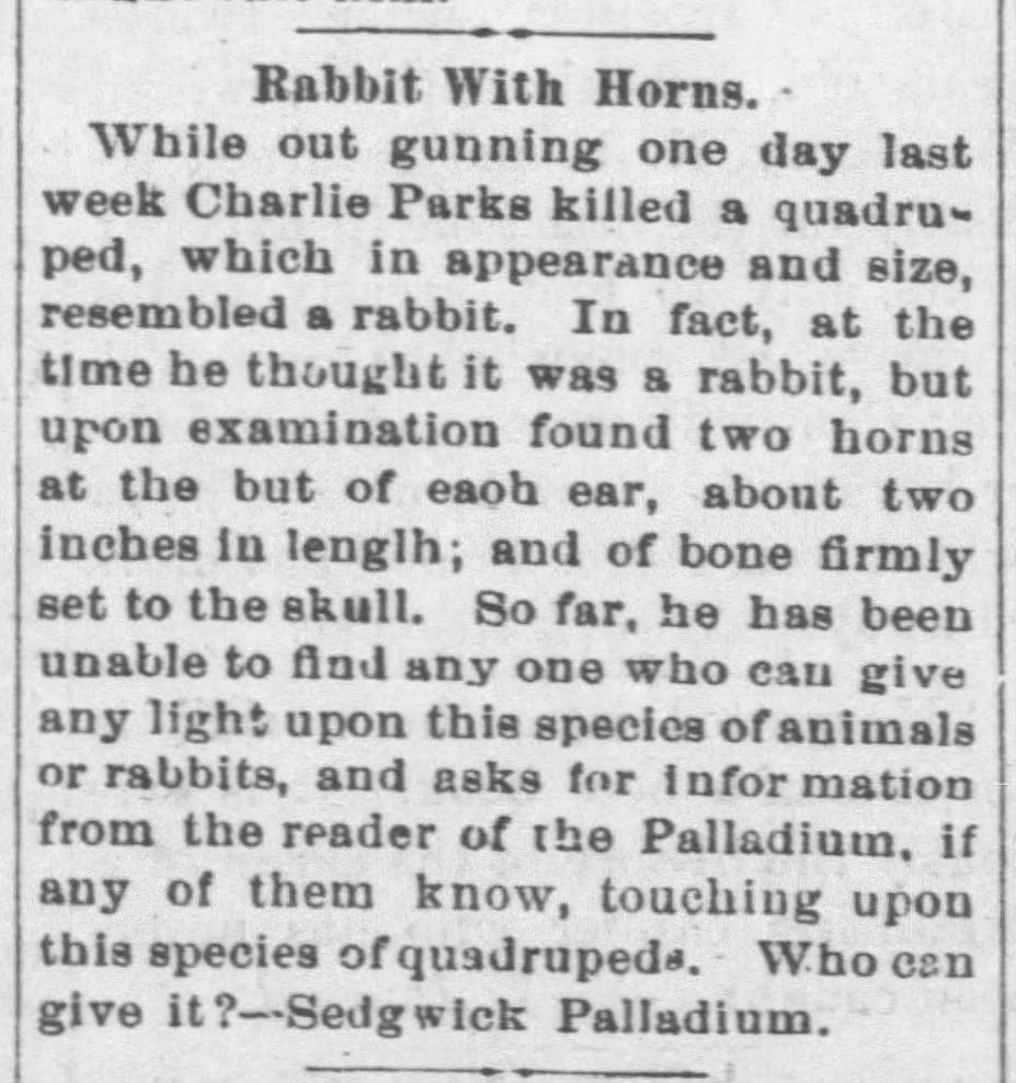 Rabbit Horns News Report